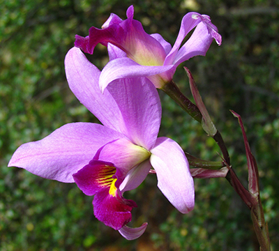 Exposição de orquídeas - Tiradentes - MG